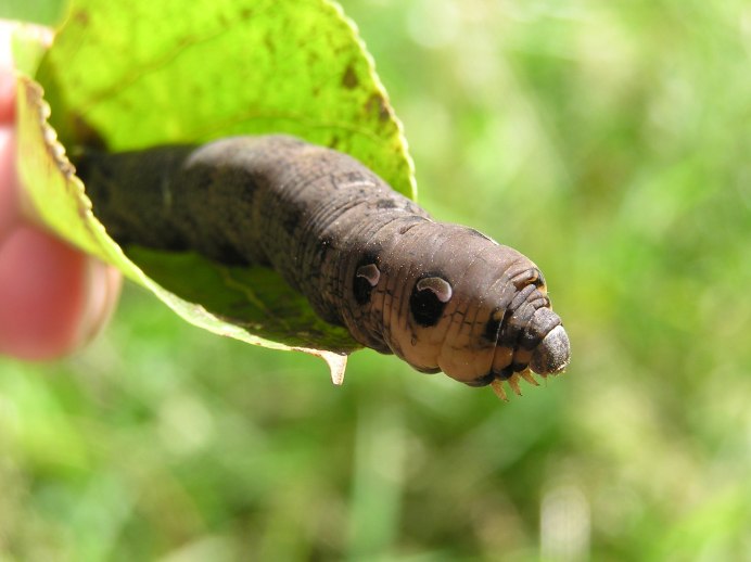 Гусеница из винограда