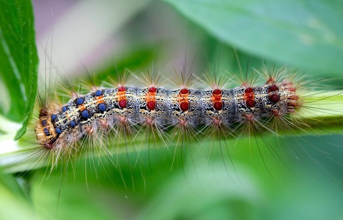 Бражник глазчатый гусеница