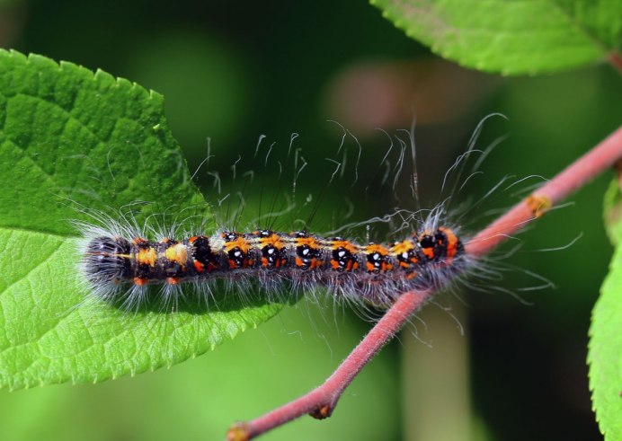 Gnophria rubricollis гусеница