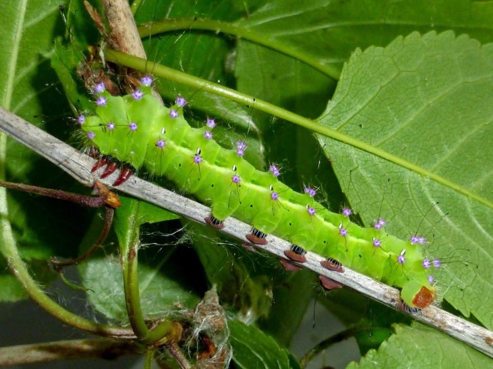 Китайская дубовая Павлиноглазка гусеница