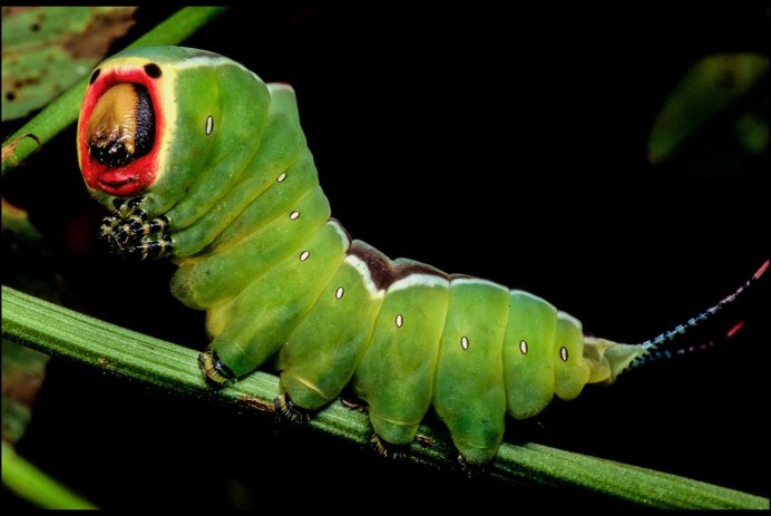 Гусеница бабочки Адмирал