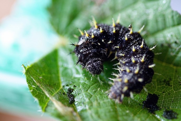 Винный Бражник гусеница