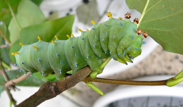 Eupsilia transversa гусеница