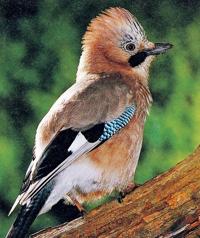 Рябчик (Bonasa bonasia)