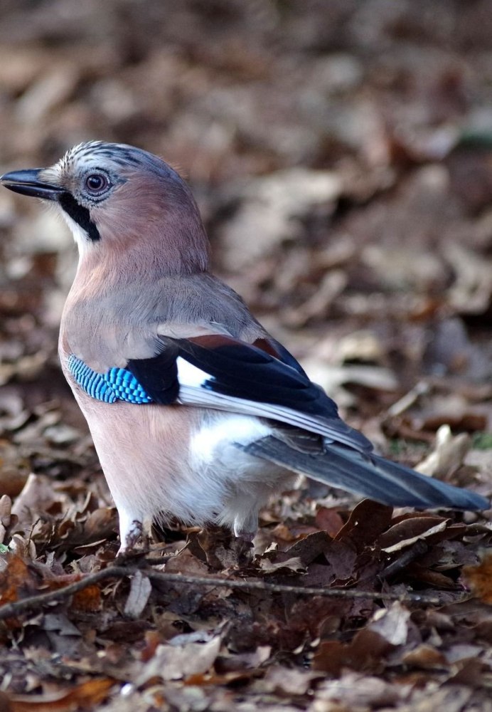 Боровая дичь рябчик