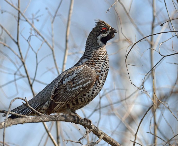 Рябчик (Bonasa bonasia)