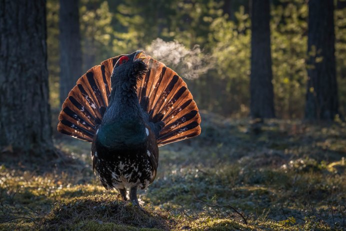 Сойка garrulus glandarius