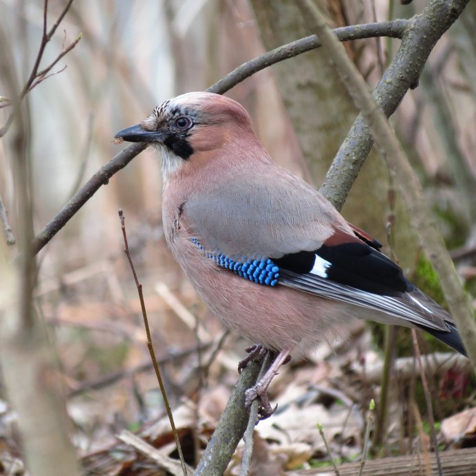 Рябчик птица