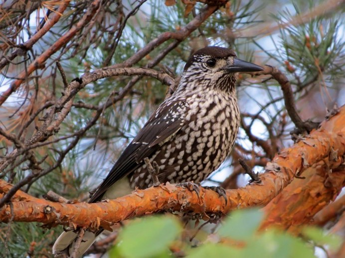 Сойка обыкновенная