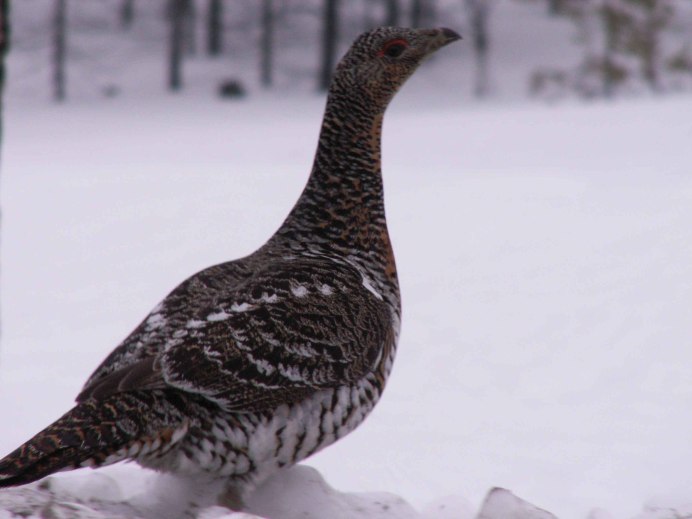 Певчий Дрозд рябинник