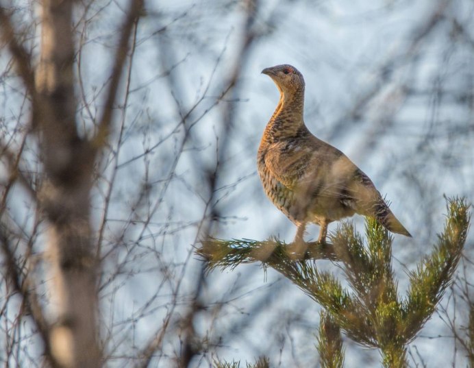 Рыжеголовая Сойка