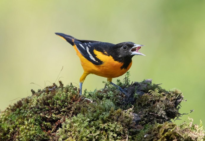 Audubon Photography Awards 2019