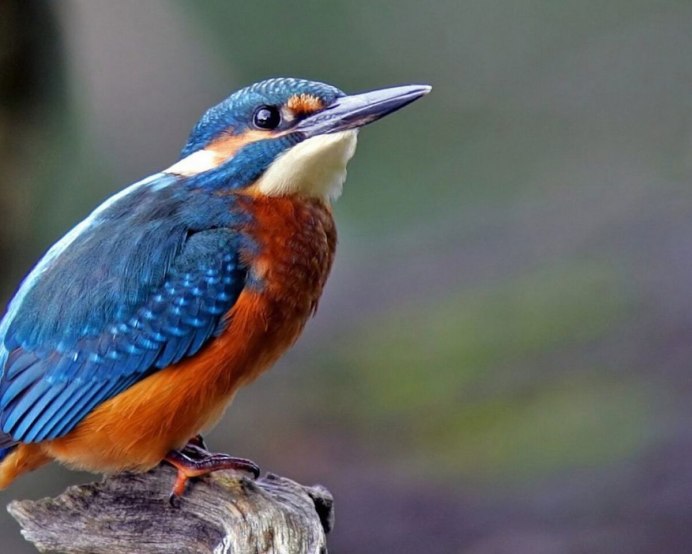 Певчий Зимородок