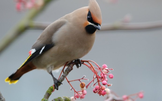 Хохлатая свиристель