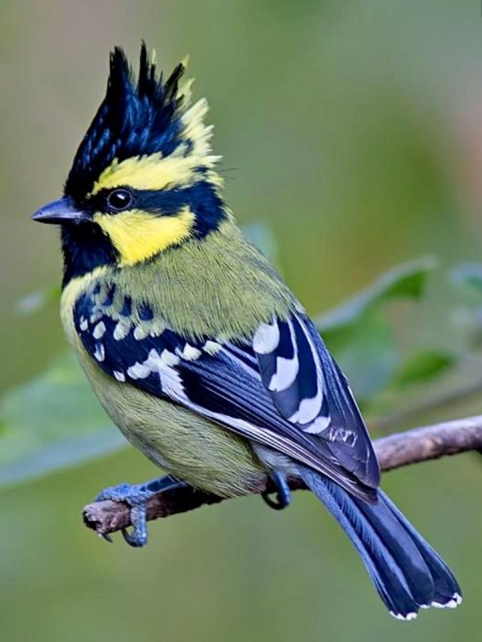 Индийская черногорлая синица