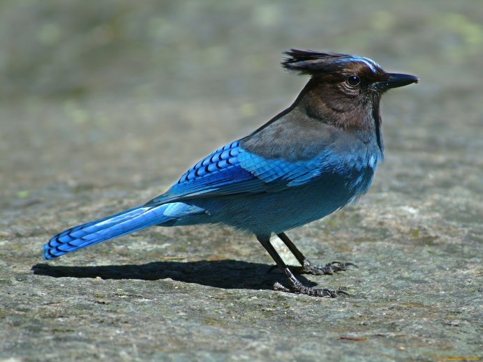 Синяя птица с синим хохолком