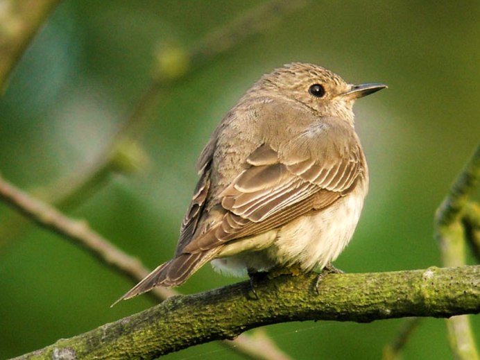 Серая мухоловка (Muscicapa striata)