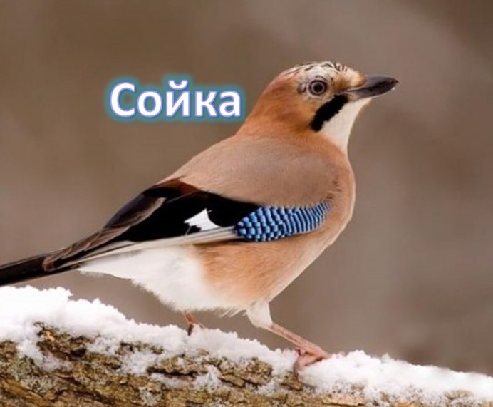 Сойка Перелетная