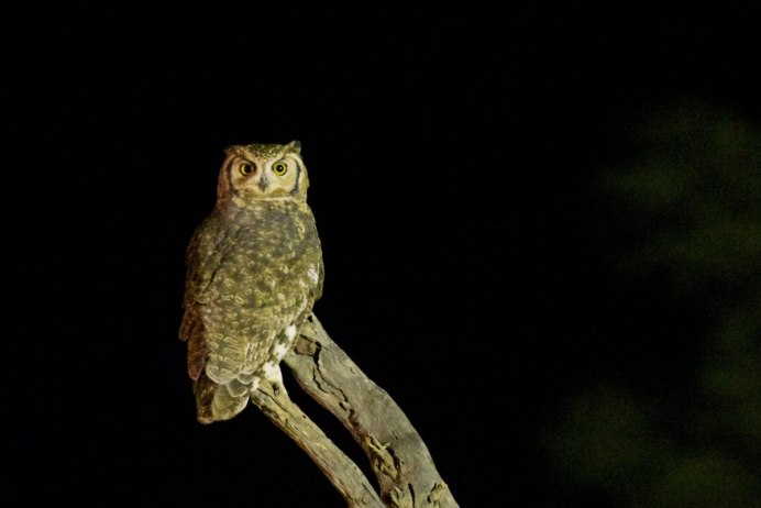 Болотная Сова (ASIO flammeus)