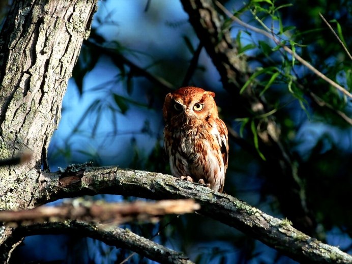 Виргинский Филин (Bubo virginianus)
