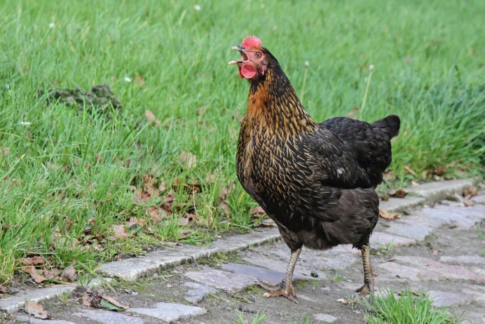 Курица Gallus Gallus