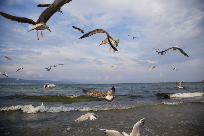 Птицы на Балтийском море