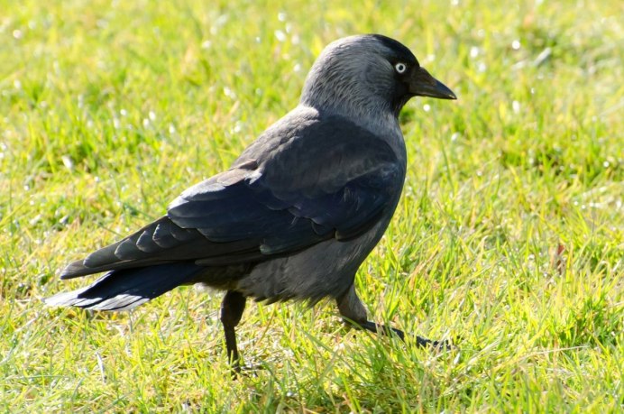 Blackbird птица