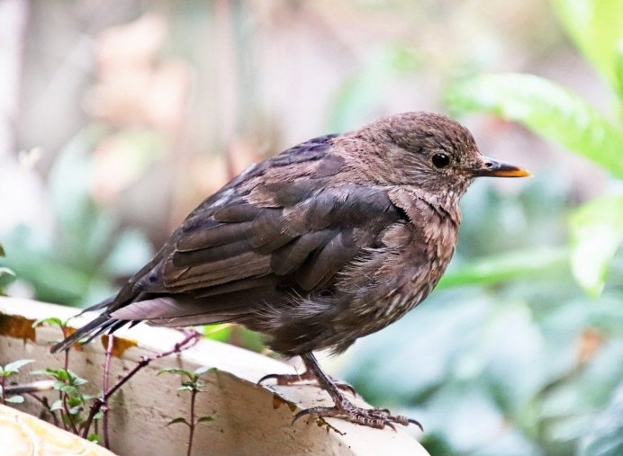 Turdus Merula группа