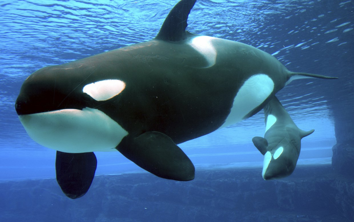 Косатка Orcinus Orca