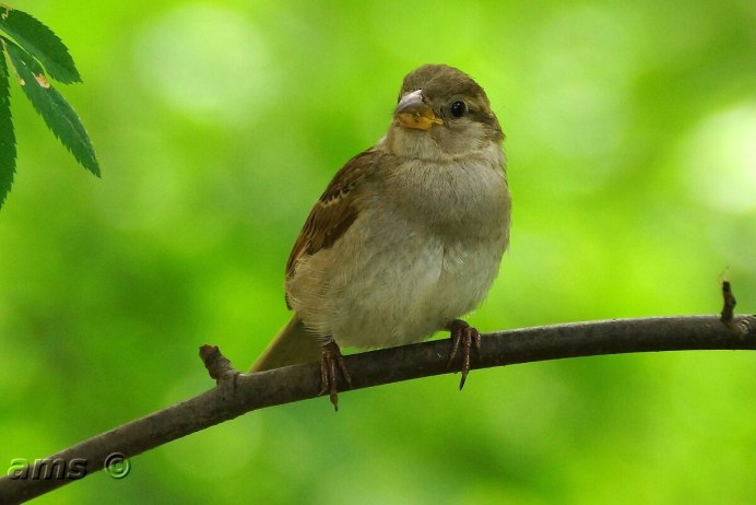 Домовый Воробей самка