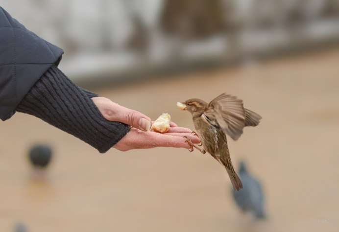 Воробей на руке