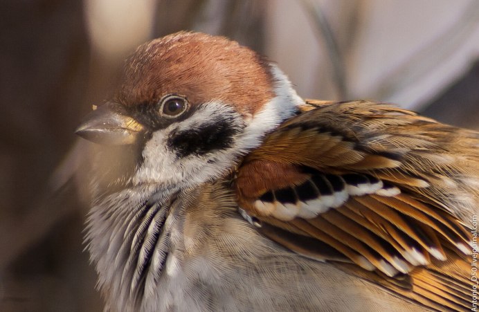 Воробей Дальневосточный
