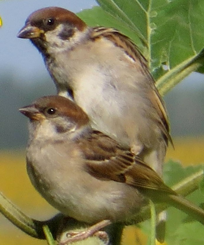 Домовый Воробей самка