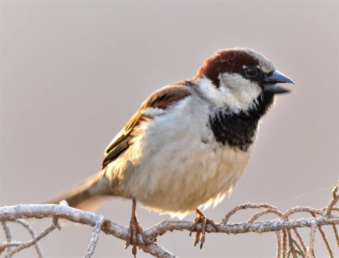 Воробей девочка птица