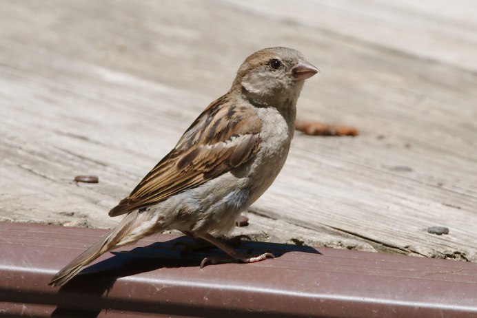 Домовый Воробей девочка