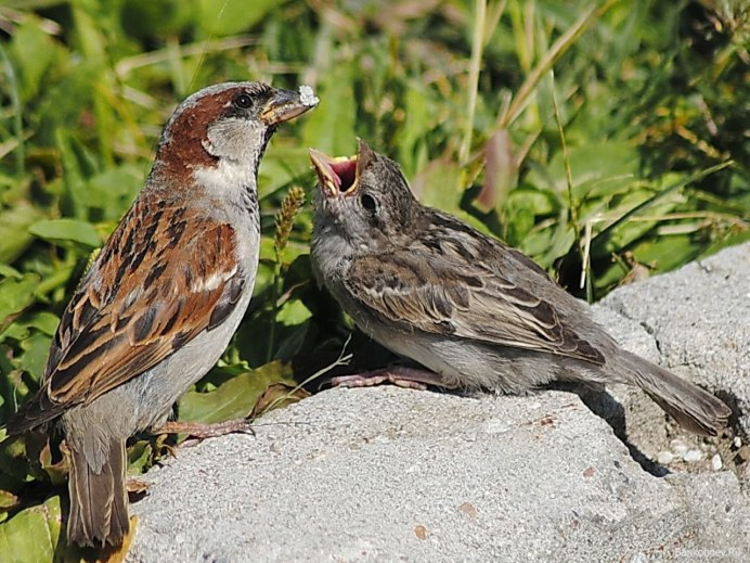 Коронованный Воробей