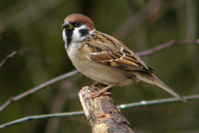 Домовой Воробей самка и самец