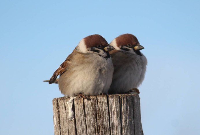 Воробей на руке