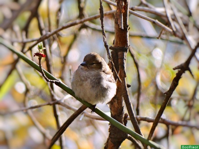 Воробей Сахалинский