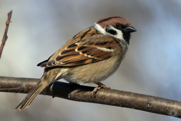 Воробей самец и самка