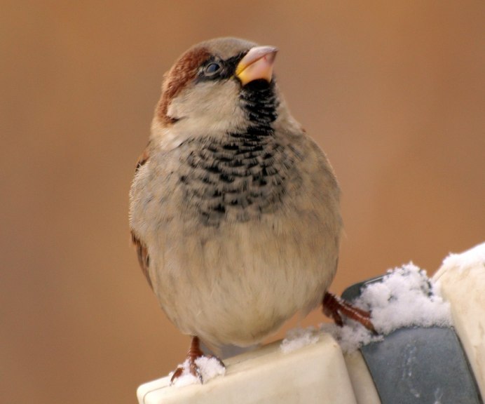 Девушка и Воробушек