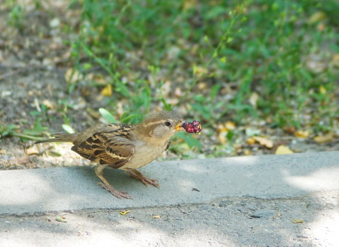 Воробей для детей