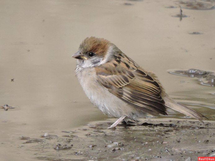 Самка домового воробья