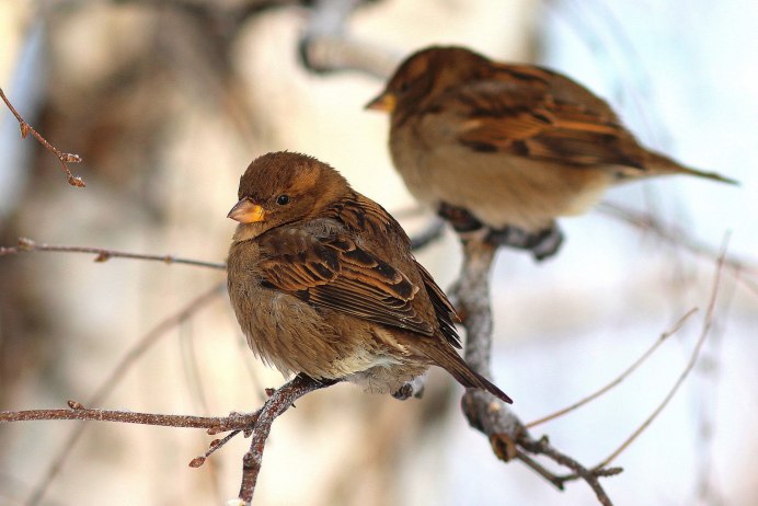 Воробей фэнтези
