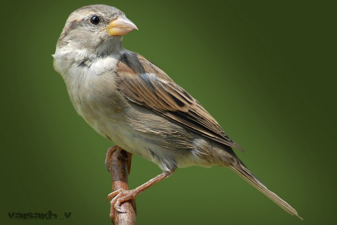 Домовой Воробей птенец