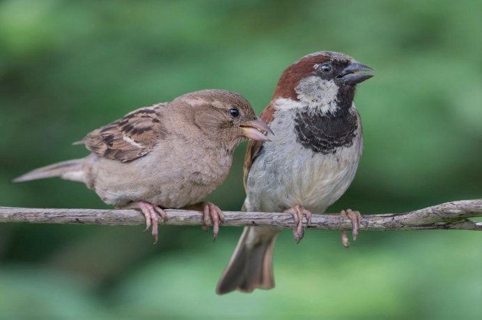 Воробей на руке человека