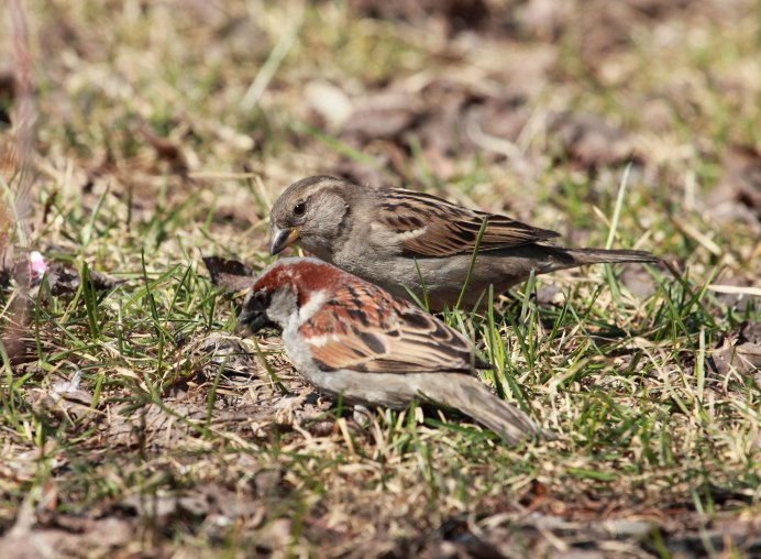 Домовой Воробей самка