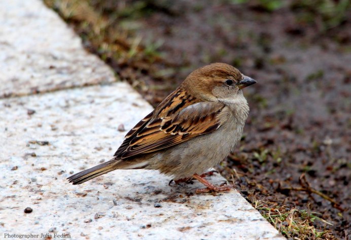 Девушка и Воробушек