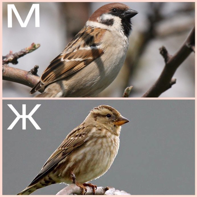 Полевой Воробей самка и самец