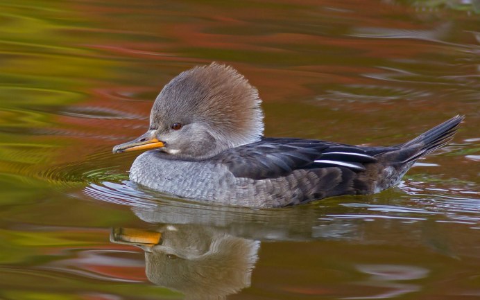 Дикая утка с хохолком